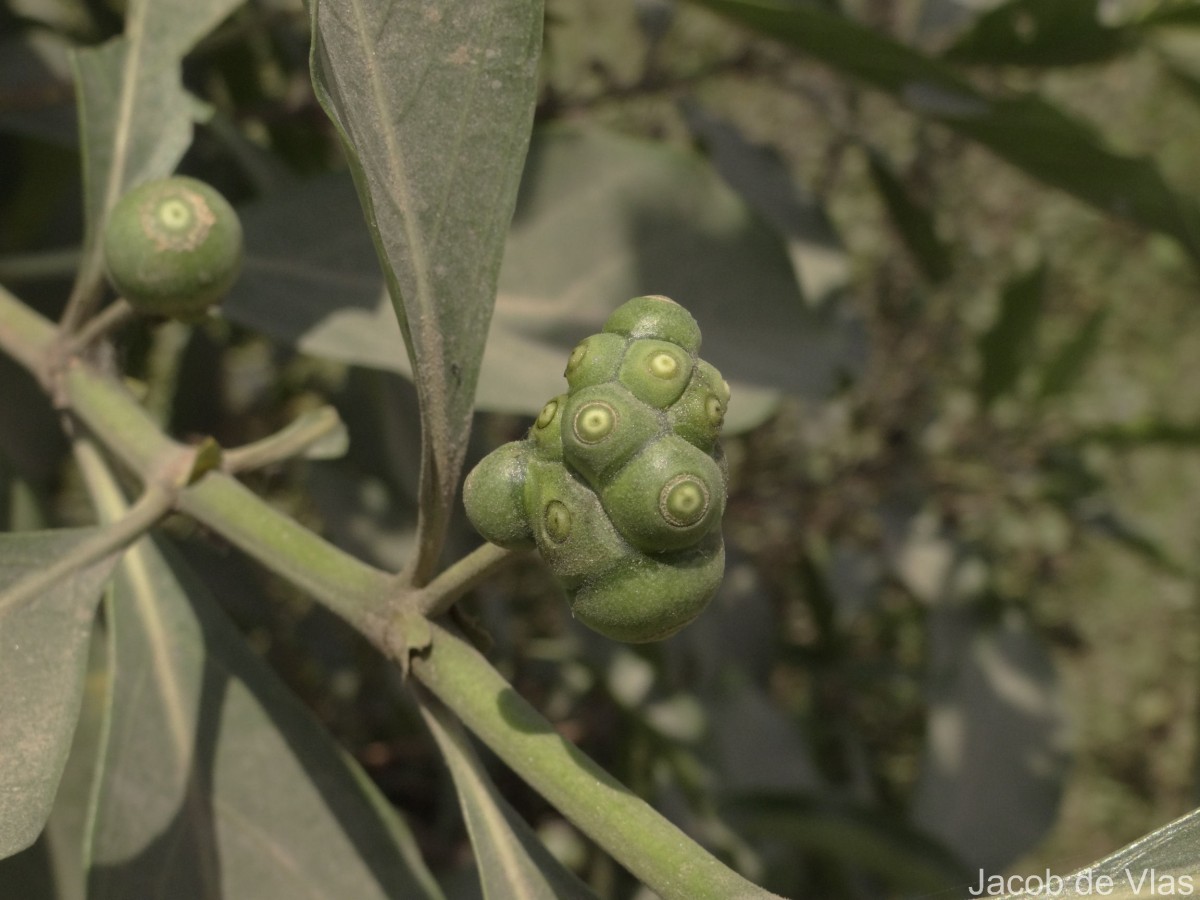 Morinda coreia Buch.-Ham.